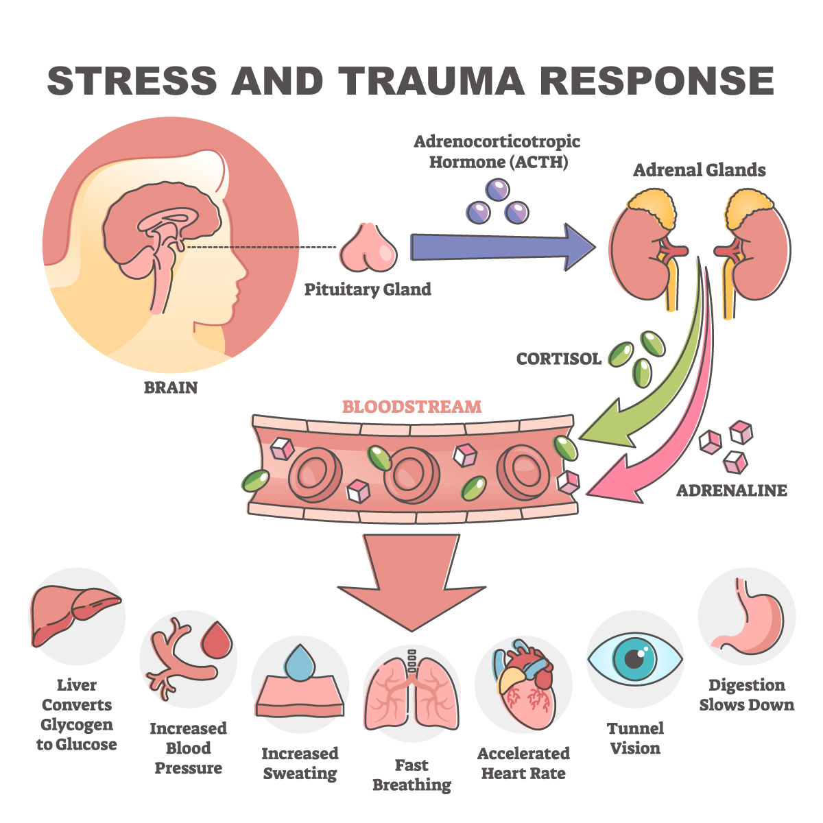 STRESS AND TRAUMA RESPONSE